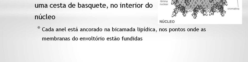 Cada anel é ancorado na bicamada lipídica, nos pontos em que as membranas interna e externa estão fundidas. A eles se conectam oito fibrilas radiais que se dirigem ao canal central.