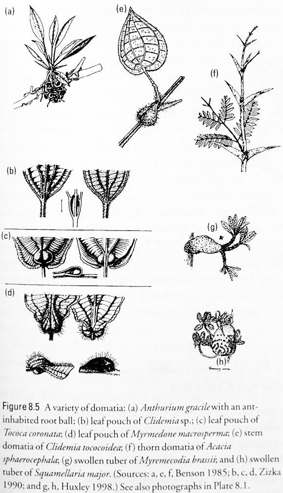 ECOLOGIA ANIMAL BIE 315 Mutualismos