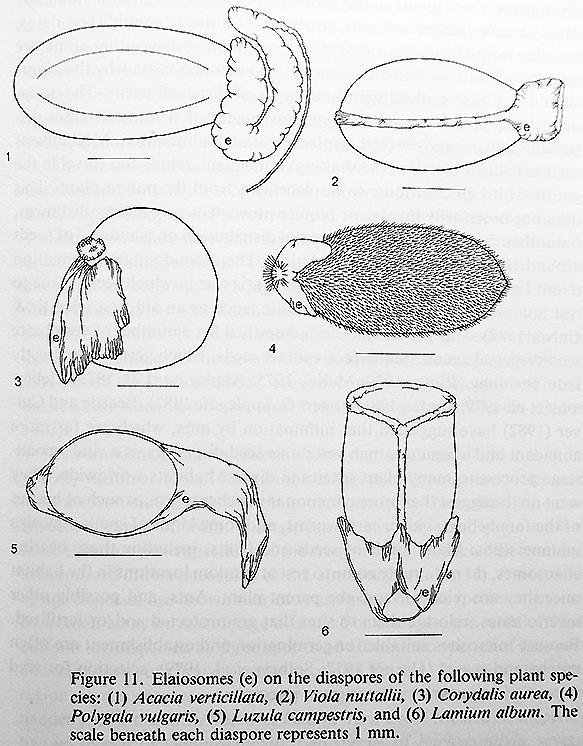 Mirmecocoria Elaiossomos em sementes ECOLOGIA ANIMAL BIE 315