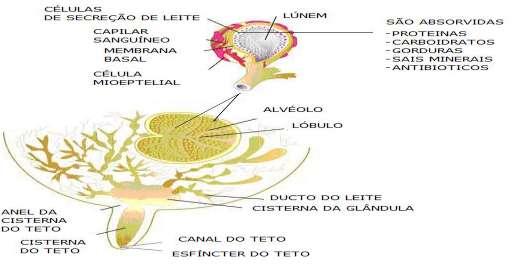 18 antibióticos, que anteriormente tenham sido administrados no animal, em decorrência de tratamento de doenças, podem passar para o leite (SANTOS, 2003).