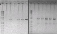 38 A M 1 2 3 4 5 6 M 1 2 3 4 5 6 B ~1500 pb Figura 7: Amplificação de diferentes amostras utilizando os iniciadores específicos para Acidobacteria em comparação com as mesmas amostras utilizando os