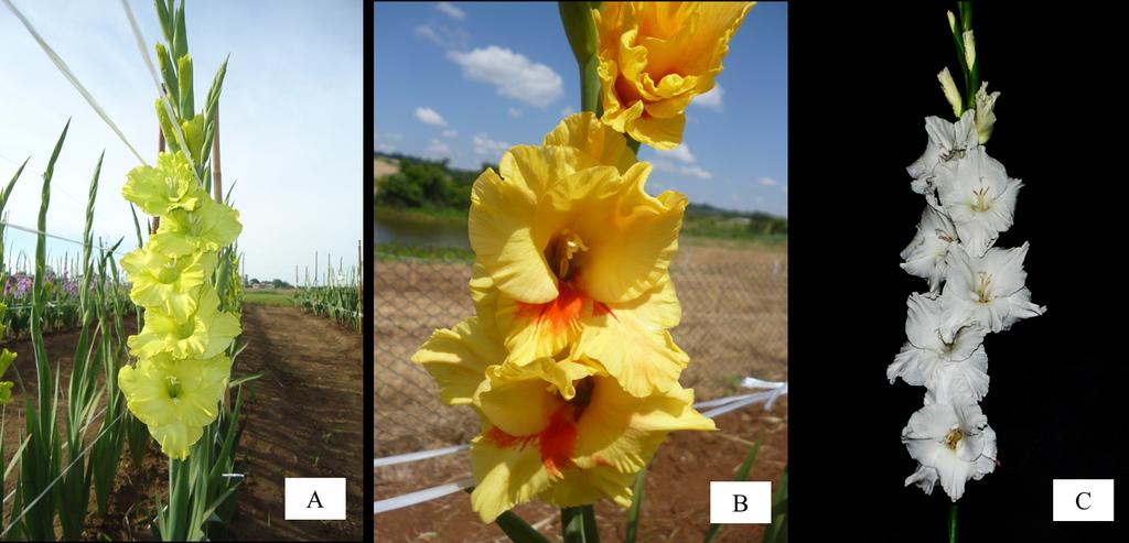 9 Figura 5 Cultivares de gladíolo de ciclo Intermediário I disponíveis no PhenoGlad Mobile RS: Amsterdã (A), T704 (B) e Peter Pears (C).