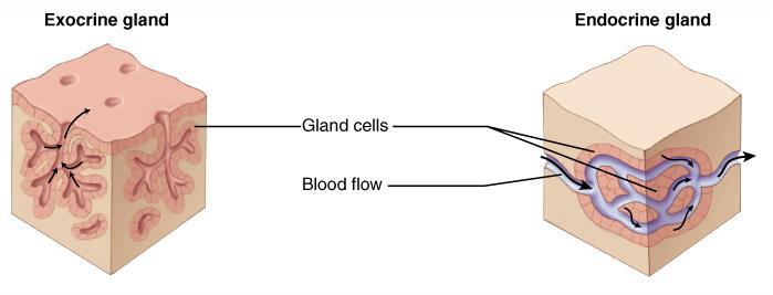 TECIDO EPITELIAL GLANDULAR Características Glândula exócrina Glândula endócrina Células glandulares Circulação sangüínea Origem: Tecido Epitelial de Revestimento Glândula exócrina