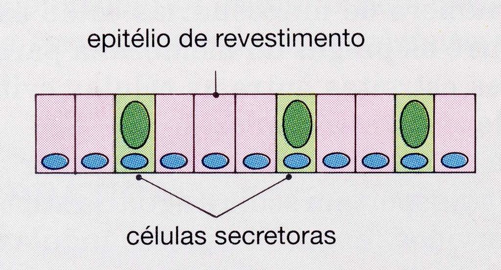 GLÂNDULAS EXÓCRINAS Células secretoras