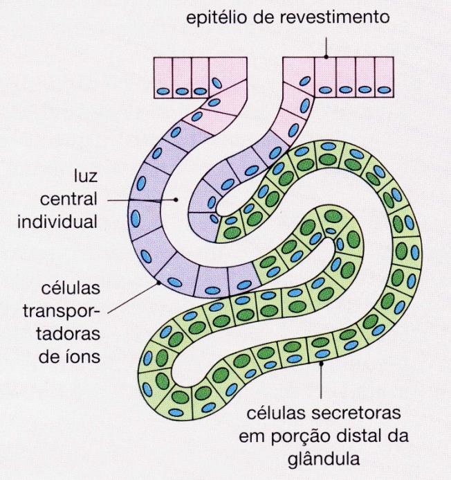 GLÂNDULAS EXÓCRINAS Glândula tubular