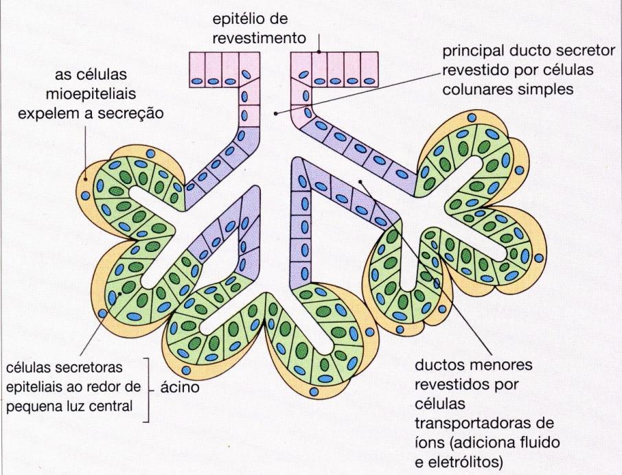 GLÂNDULAS EXÓCRINAS Glândula ramificada Ácino seroso Ducto Ácino mucoso Fonte: Stevens and Lowe, Histologia