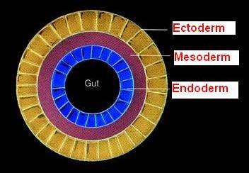 se origina do ectoderma O endotélio vascular se origina do