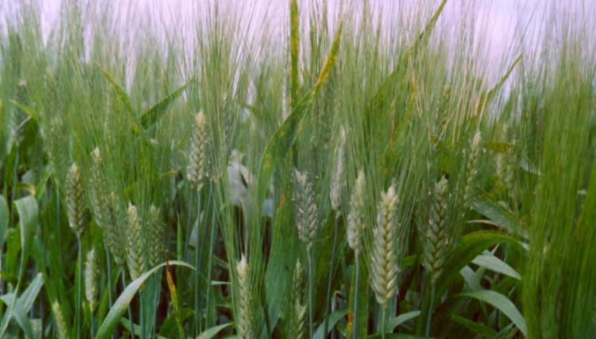 CONTEÚDO DO DIREITO DE OBTENTOR 1 - O direito de obtentor de uma variedade vegetal confere ao seu titular a exclusividade de produção e comercialização das plantas dessa variedade ou correspondente