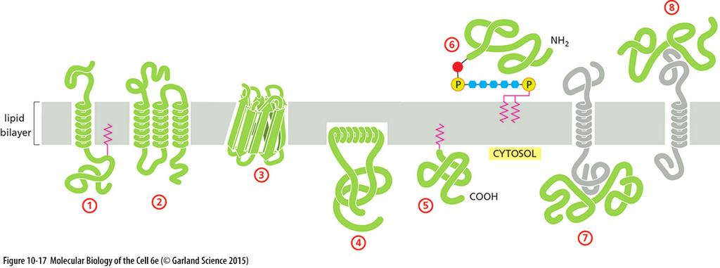 Proteínas integrais de membrana e Proteínas periféricas 5 e