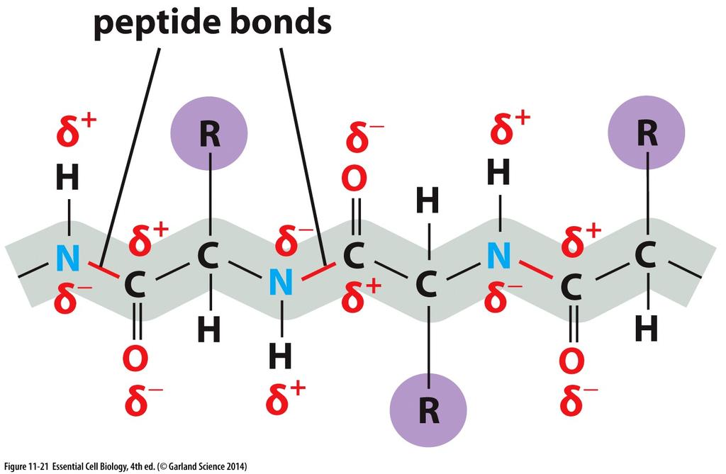 Cadeias polipepadicas geralmente cruzam a bicamada lipídica como uma