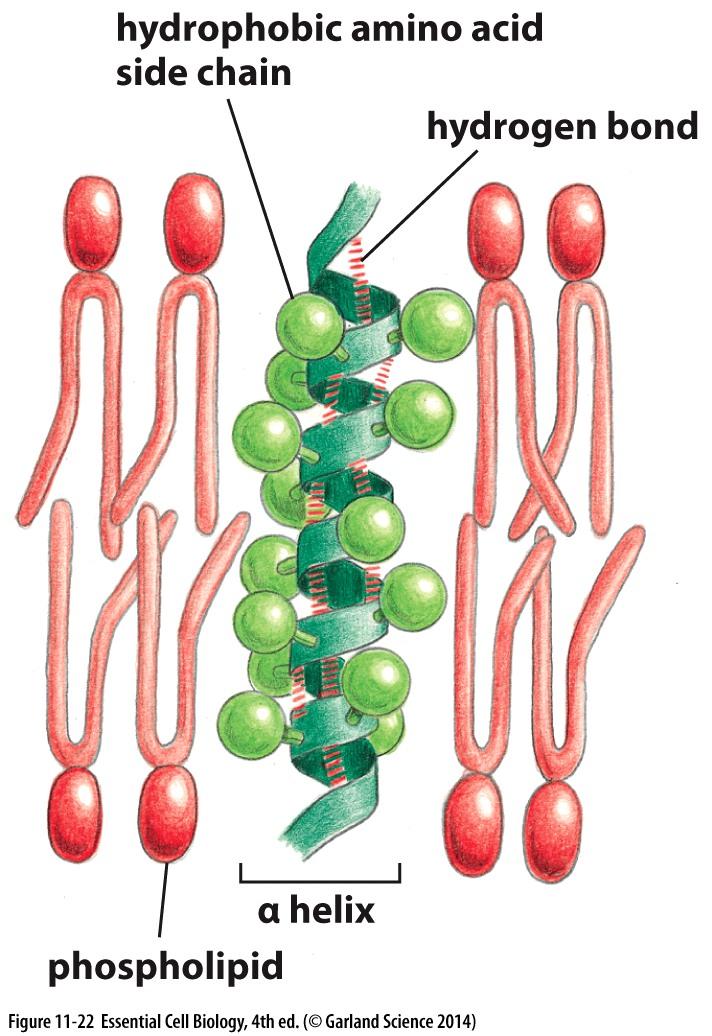 cadeia lateral hidrofóbica p.ex.