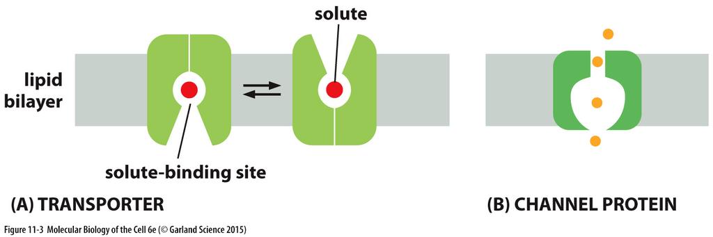 Classes de proteínas que medeiam transporte de solutos específicos através da membrana A) Transportador B) Canal