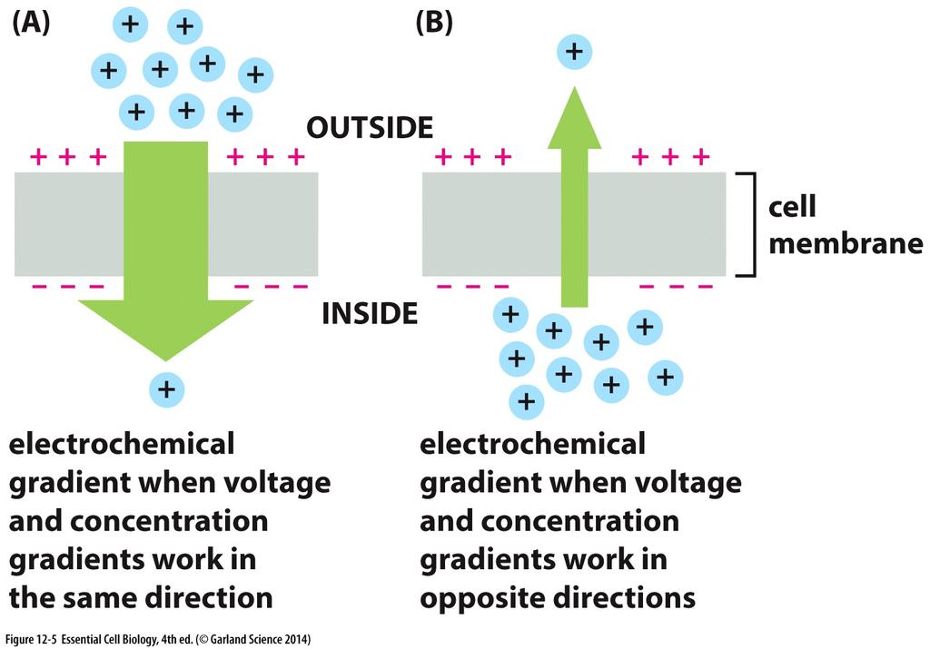 Transporte passivo de moléculas eletricamente carregadas Gradiente eletroquímico: força motora líquida (gradiente de concentração e voltagem) Potencial posi;vo Potencial de membrana Potencial
