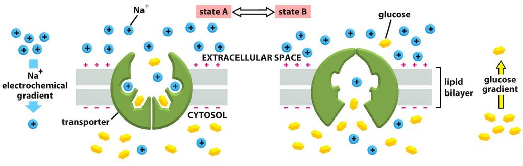Ex. Simporte de Na+ e Glicose para o interior da célula (a favor do gradiente eletroquímico de sódio) Oscila entre dois estados