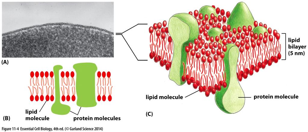Estrutura e componentes básicos das membranas celulares: Bicamada lipídica fluida: barreira semipermeável a passagem de moléculas