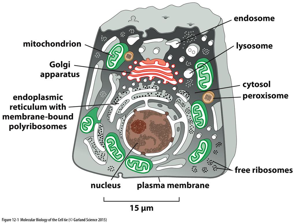 Principais compartimentos intracelulares envoltos por membrana de uma célula animal Um desenho