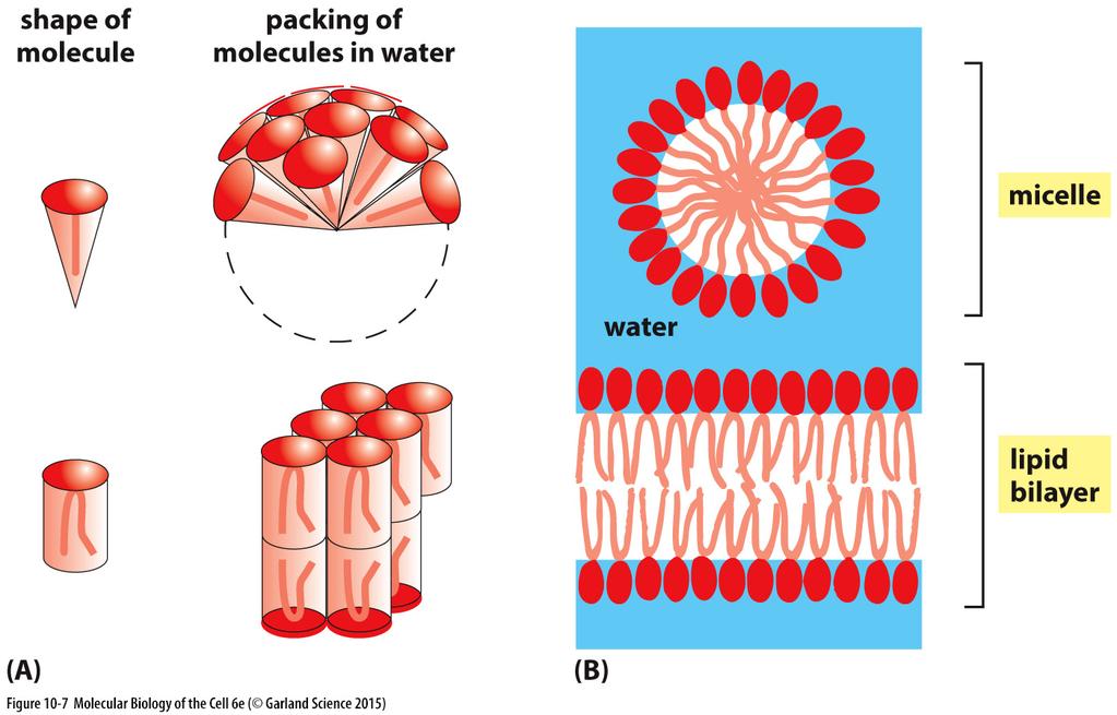 Fosfolipídeos formam bicamadas espontaneamente quando imersos em ambiente aquoso Forma e
