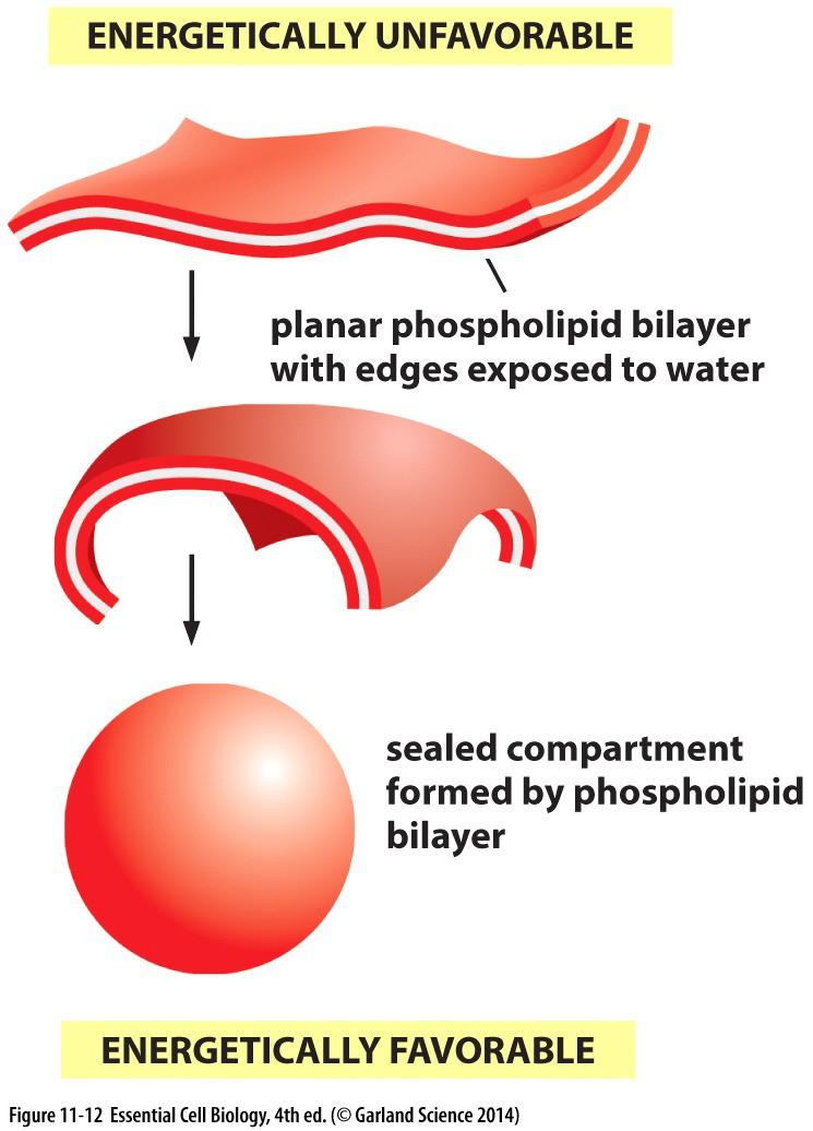 Propriedades 1 ENERGETICAMENTE DESFAVORÁVEL auto-reparo e o auto-selamento são energeticamente favoráveis Bicamada Fosfolipídica planar (extremidades
