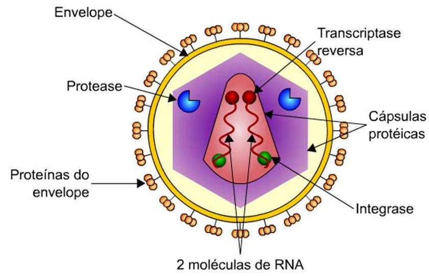 18 Figura 1 Estrutura Viral do HIV. Fonte: http://brainly.com.br/tarefa/198753.