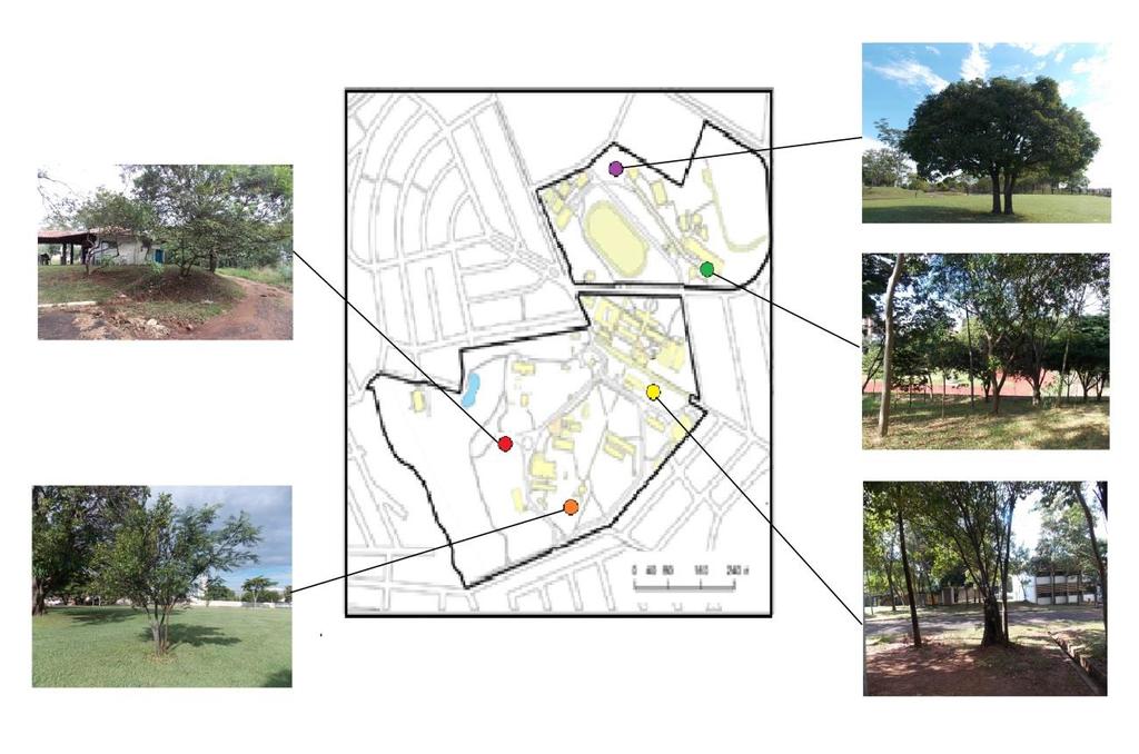 FIGURA 3. Pontos de capturas das moscas no campus da UNEP de Presidente Prudente, SP. Fonte das figuras: Seolin Dias (2015). Organização da figuras: Pedroso e Guimarães (2015).