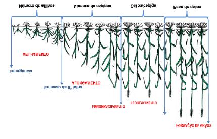 Figura 1. Etapas do ciclo fenológico dos cereais de estação fria.