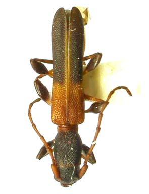 , holótipo, comprimento, 12,0 mm: 5, Ancylodonta