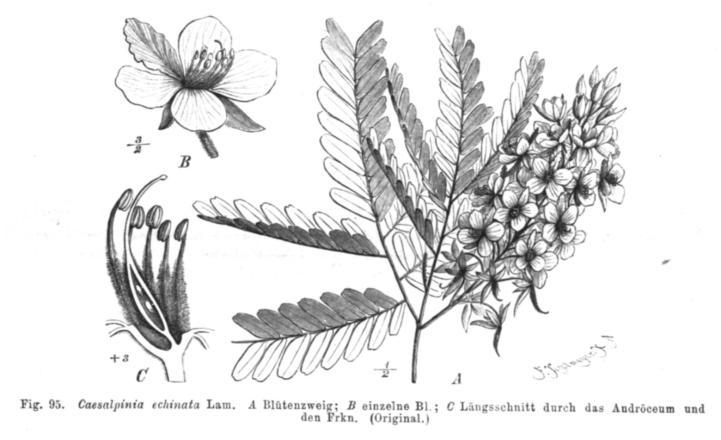 Número de folíolos em Caesalpinia echinata Fato: Folhas