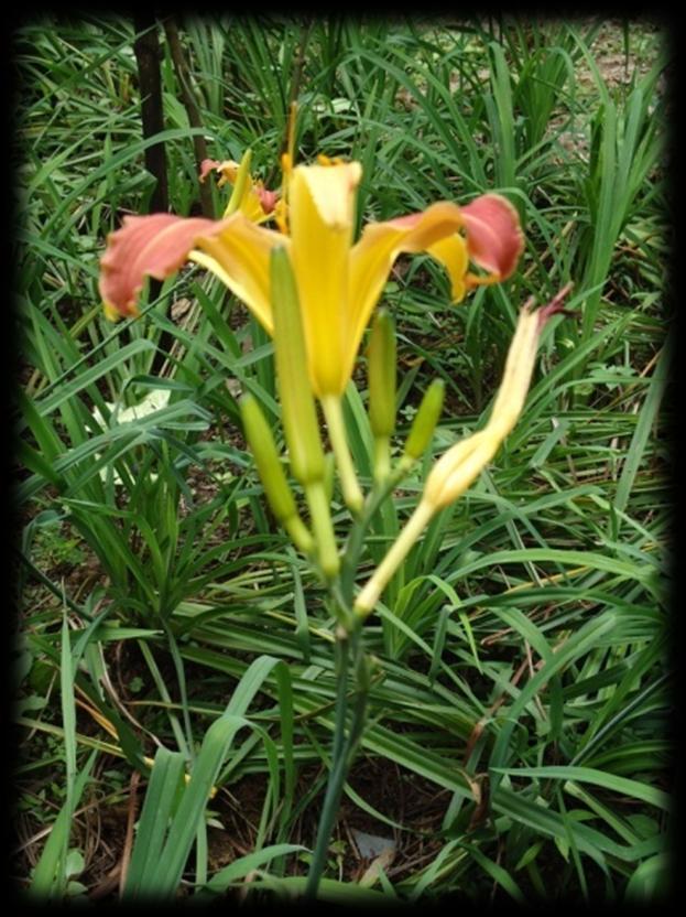 Comprimento do hipanto em Hemerocallis flava Fato: O