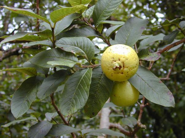 DAP em Psidium guajava (Goiabeira) Grupo 16