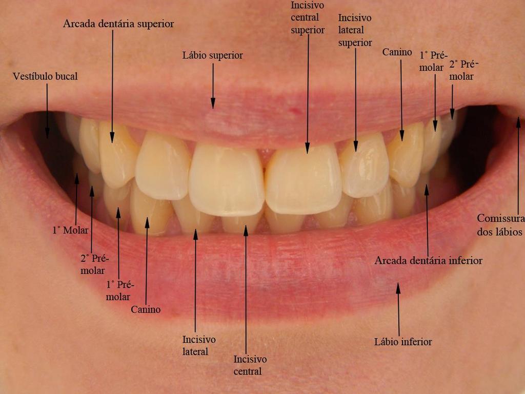 Dentes É uma estrutura dura, saliente e esbranquiçada composta por Polpa,