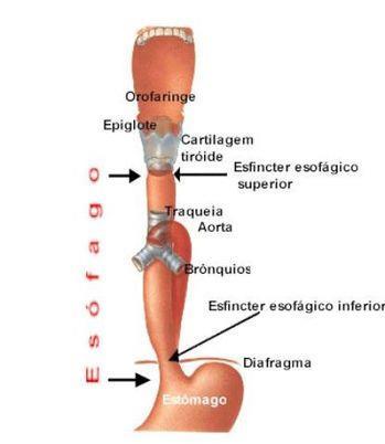 três porções: