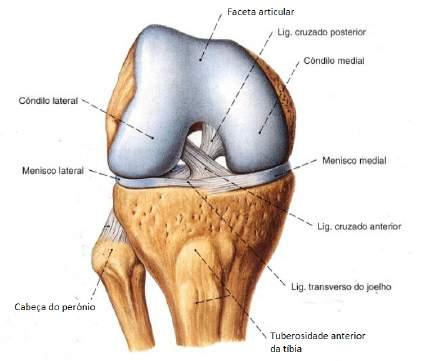 pratos tibiais, ou mais correctamente, às laterais da cabeça da tíbia; Ligamento transverso: une as porções anteriores dos dois meniscos e permite o seu movimento em bloco; Ligamento menisco-femoral