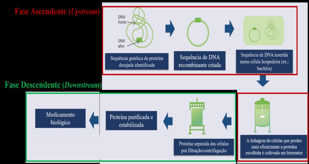 Figura 4 - Etapas da produção de um medicamento biológico (Adaptado de Internacional Alliance of Patient's Organizations, 2013).