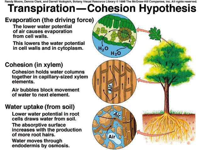 Transferência de água para a atmosfera Transpiração Teoria da Coesão Evaporação O abaixamento do potencial hídrico da atmosfera (ar) promove a evaporação das paredes celulares.