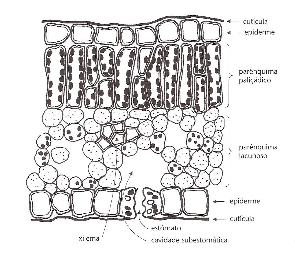O feixe vascular do xilema penetra na