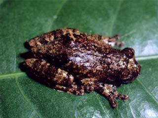 Dendropsophus