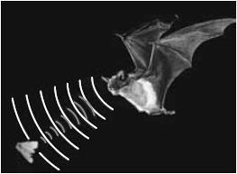 11. (Unesp 2015) Em ambientes sem claridade, os morcegos utilizam a ecolocalização para caçar insetos ou localizar obstáculos.