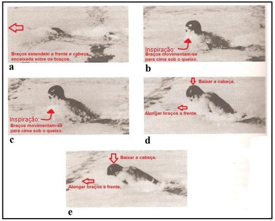 38 FIGURA 25: Momento da elevação para respiração do nado Peito. Modificado de Maglischo (2010). 2.6.