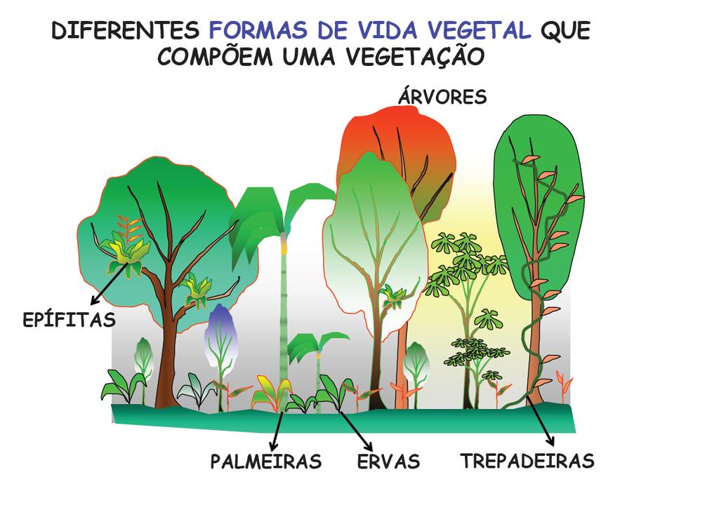 Diferentes formas de vida vegetal compõem uma vegetação.