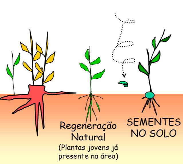 Formas de obtenção de novas plantas (regeneração natural) em um local (o
