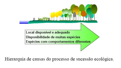 Sucessão ecológica: substituição de uma comunidade vegetal por outra, ao longo do tempo em um mesmo local, após distúrbios (alterações nas condições e recursos ambientais).