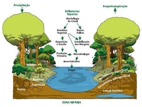 Mata Ciliar Formações florestais associadas a corpos d água, independente da área e região de