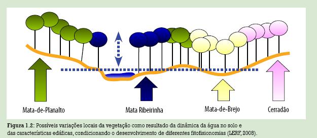 heterogeneidade florística, baixa similaridade fisionomia e estrutura diferentes influências diferentes do regime de vazão estudo 43 áreas de floresta ciliar