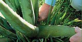 Aloe vera Babosa A parte utilizada pode ser: O mesófilo das folhas, ou também
