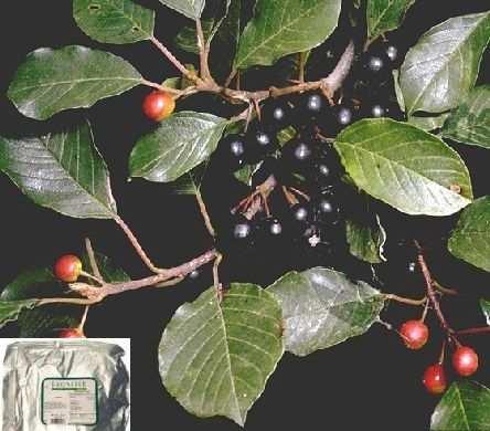 Rhamnus purshianus -Cáscara sagrada História, distribuição e caracterização É uma árvore