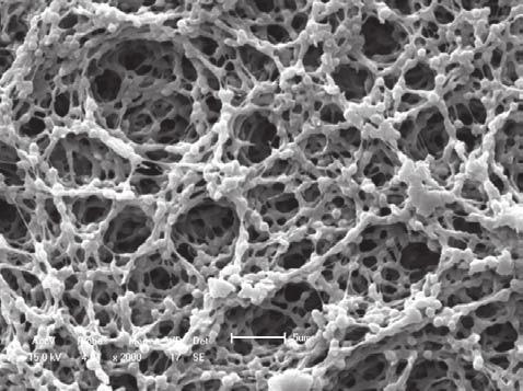 Micrografias (MEV) das membranas de PVDF: superfície (2000 ) a) membrana A e b) membrana C; seção transversal (500 ) c) membrana A e d) membrana C.