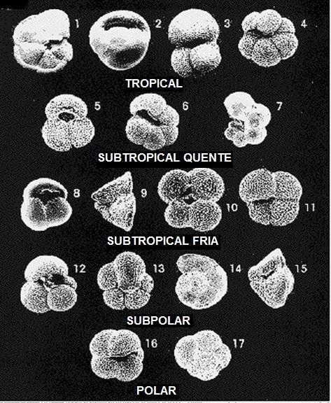 17 Globigerinita glutinata, Orbulina universa, Candeina nitida, Sphaeroidinella dehiscens e Pulleniatina obliquiloculata. Contudo, estas assembleias de baixa latitude são dominadas por G. ruber e G.