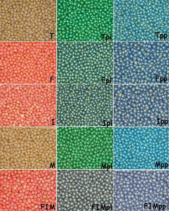 31 Figura 1: Sementes de soja recobertas com fungicida, inseticida, micronutrientes e polímero líquido e em pó.