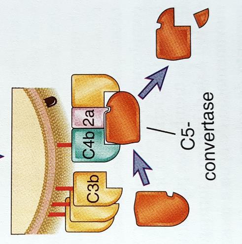 Conversão de C3 em C3b e C3a C3b é depositado na membrana ou liga-se ao