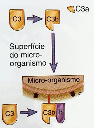 C3b sofre alteração conformacional e exibe sítios de ligação que
